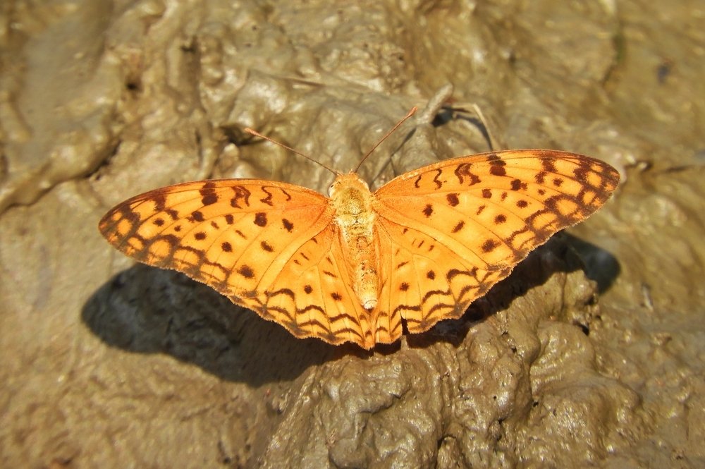 Photograph by Annwaina Deb