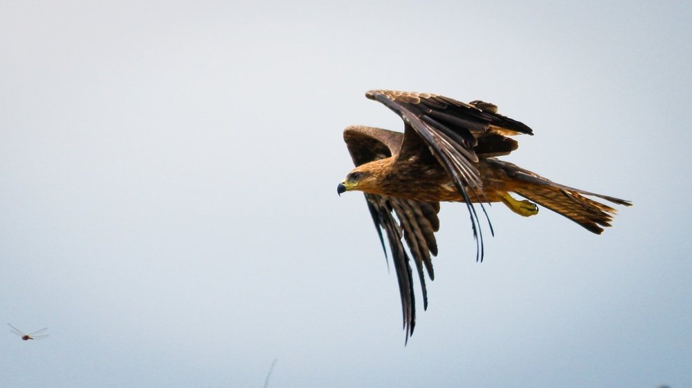 Photograph by Venki Venkatesh