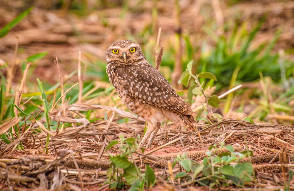BURROWING OWL