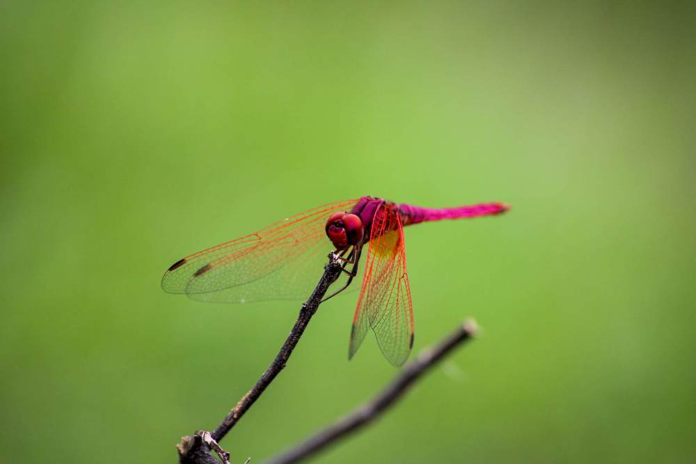 Photograph by Venki Venkatesh