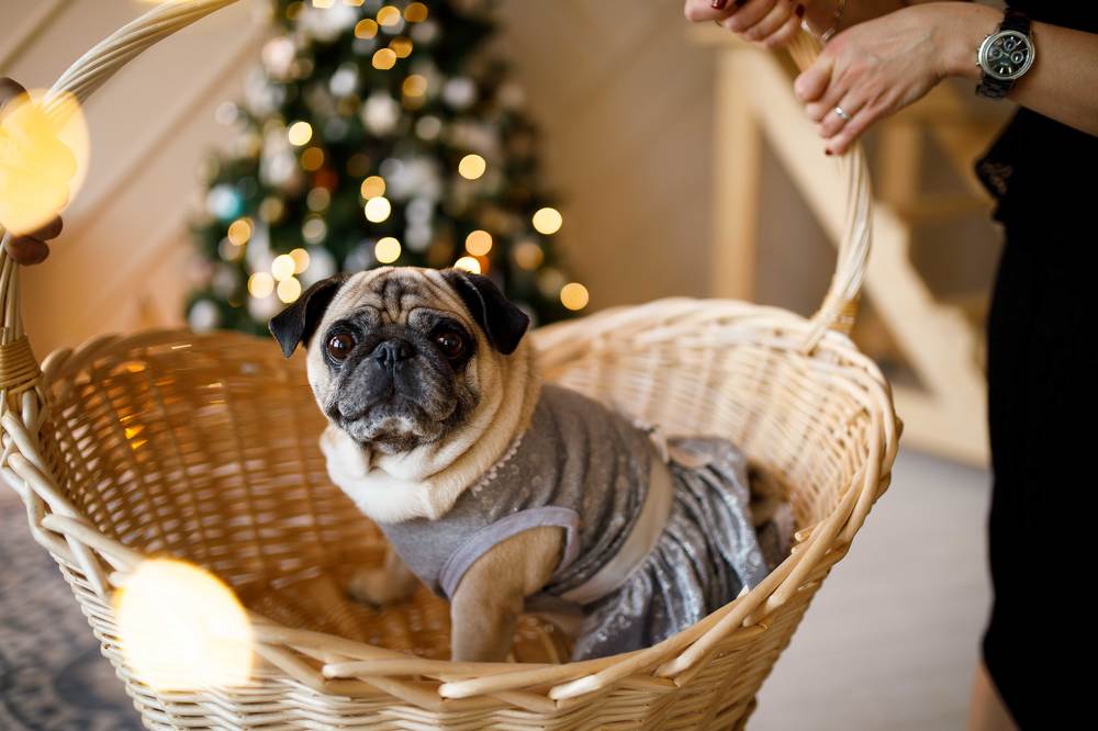 Фотография автора Анна Толмачева