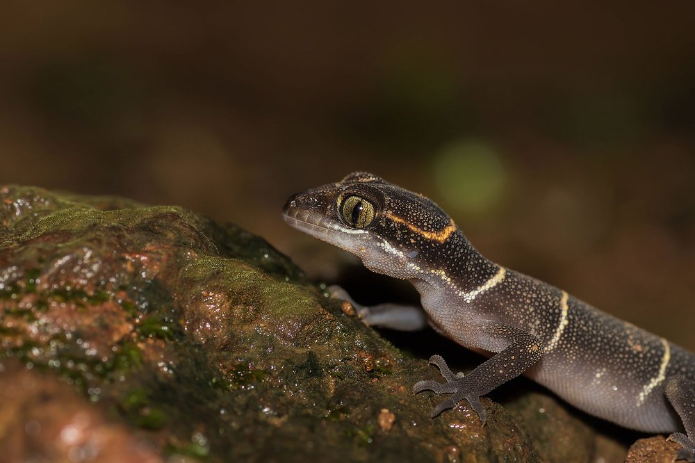 Photograph by Nishant Vyas