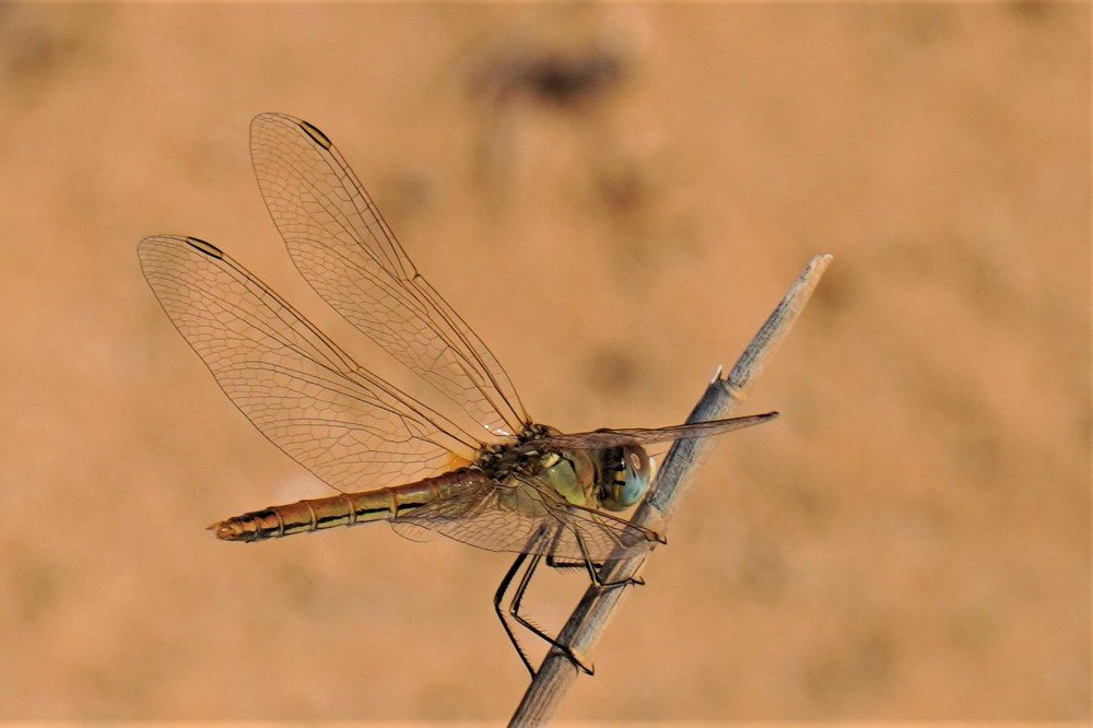 Photograph by Tamir Mor