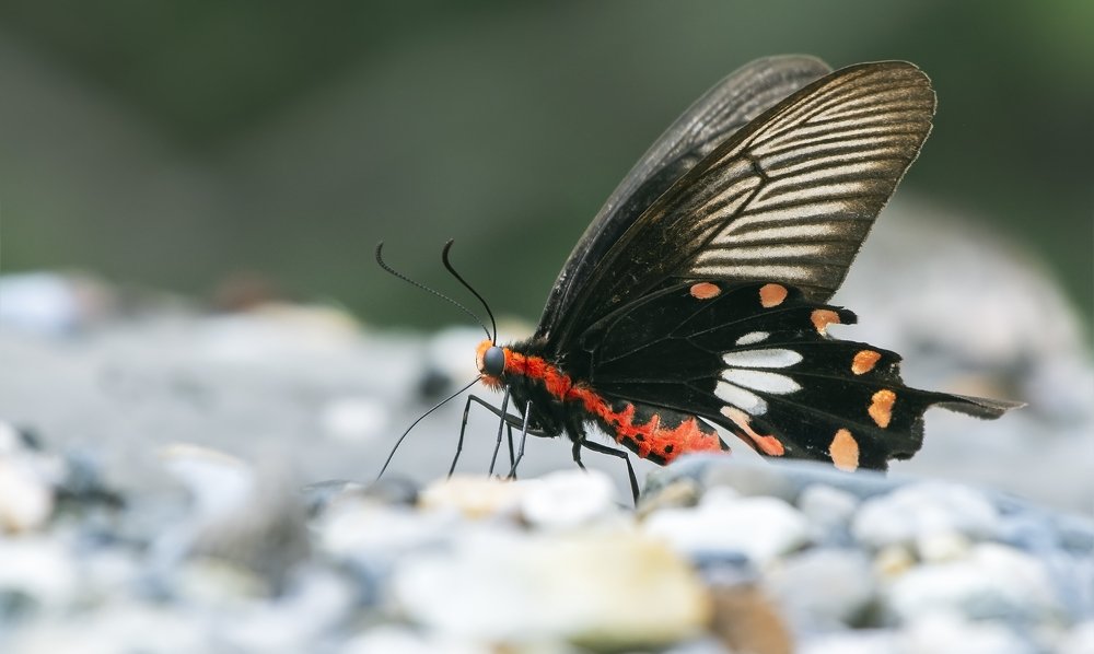Photograph by Souvick Mukherjee