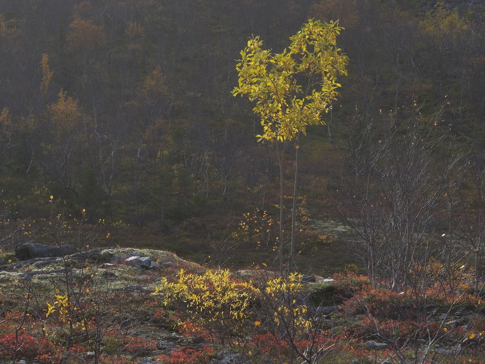 Photograph by Зайцева Катерина