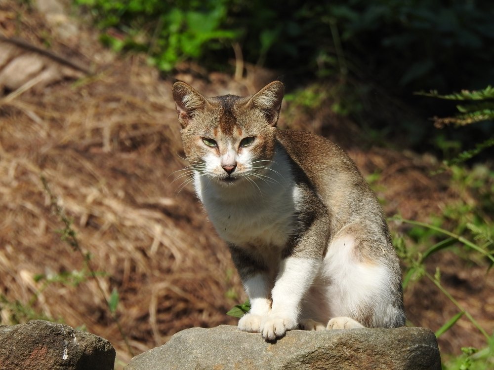 Photograph by Eden Subba