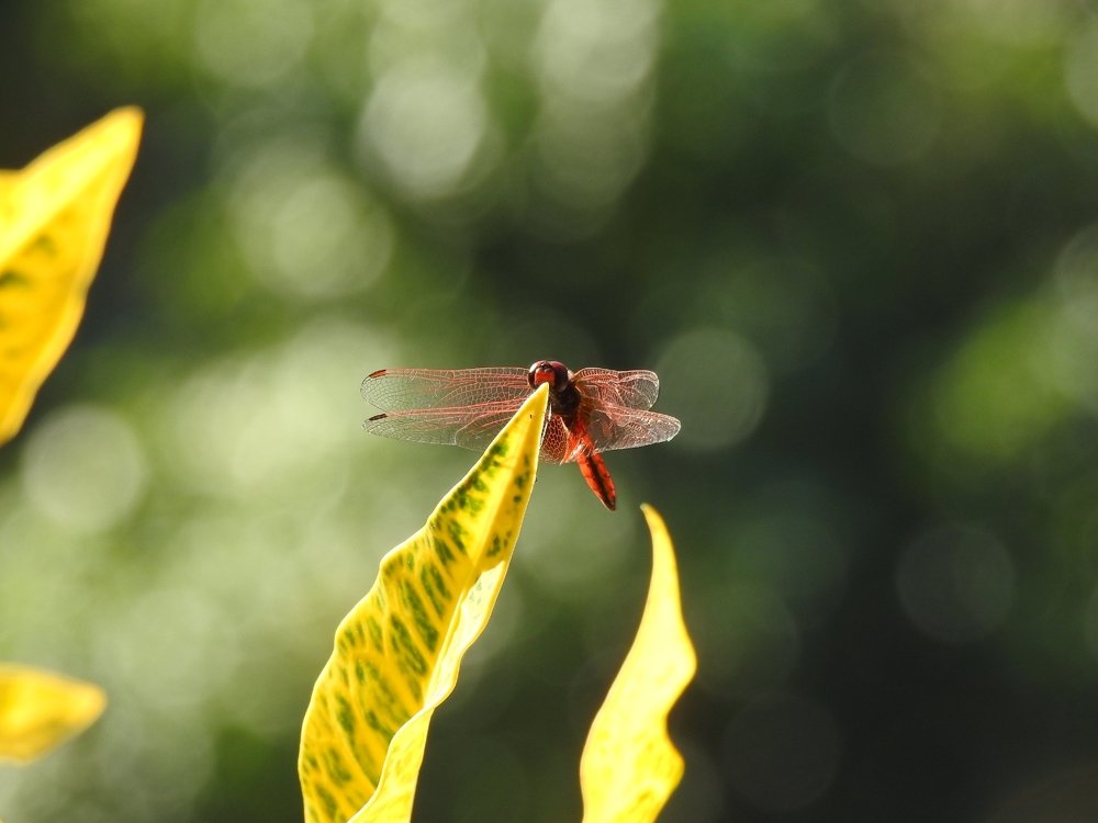 Photograph by Eden Subba