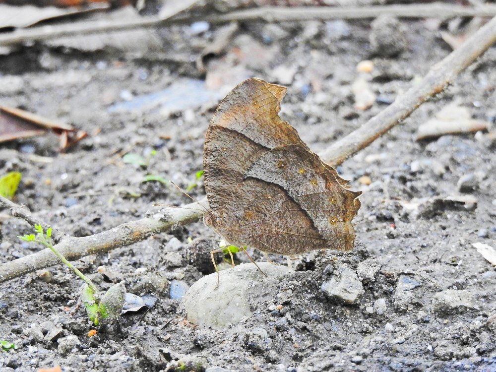 Photograph by Eden Subba