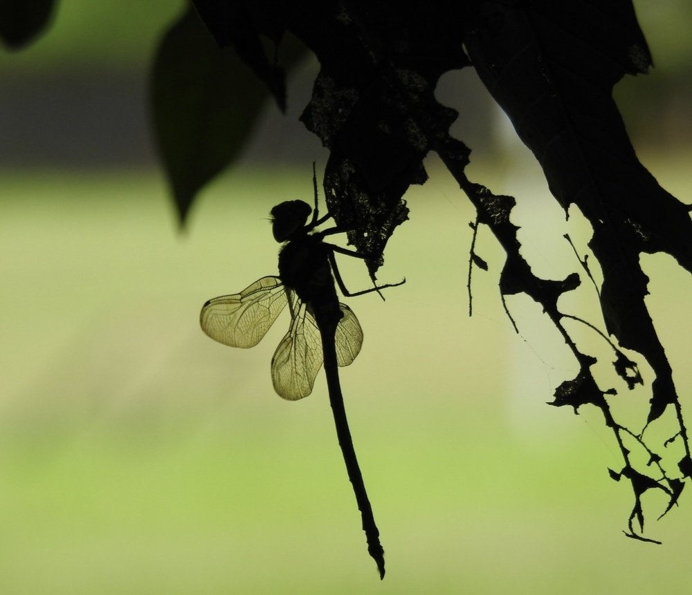 Photograph by Eden Subba