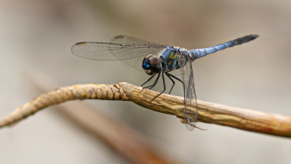 Photograph by Dilan Jayawickrama