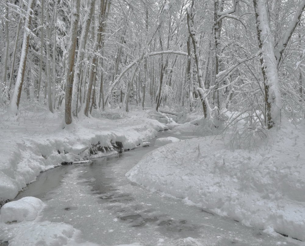 Зимний лес после снегопада