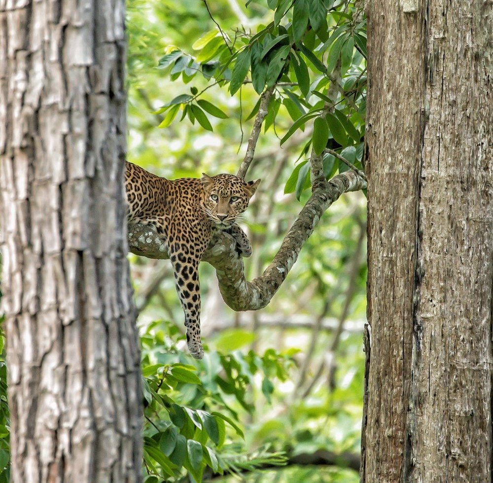 Leopard and his throne