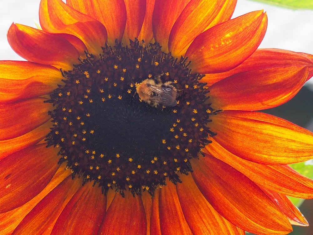 Photograph by Elena Khalizova