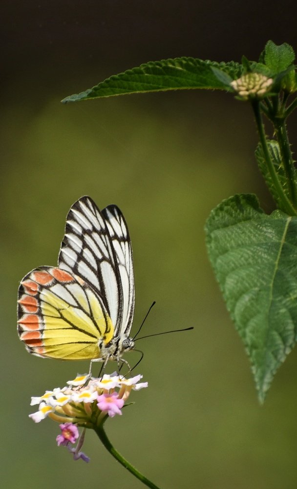 Photograph by Sameer Das