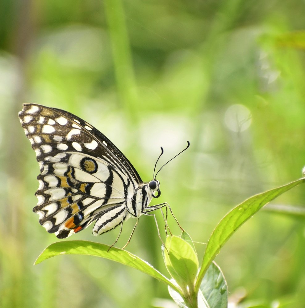 Photograph by Sameer Das