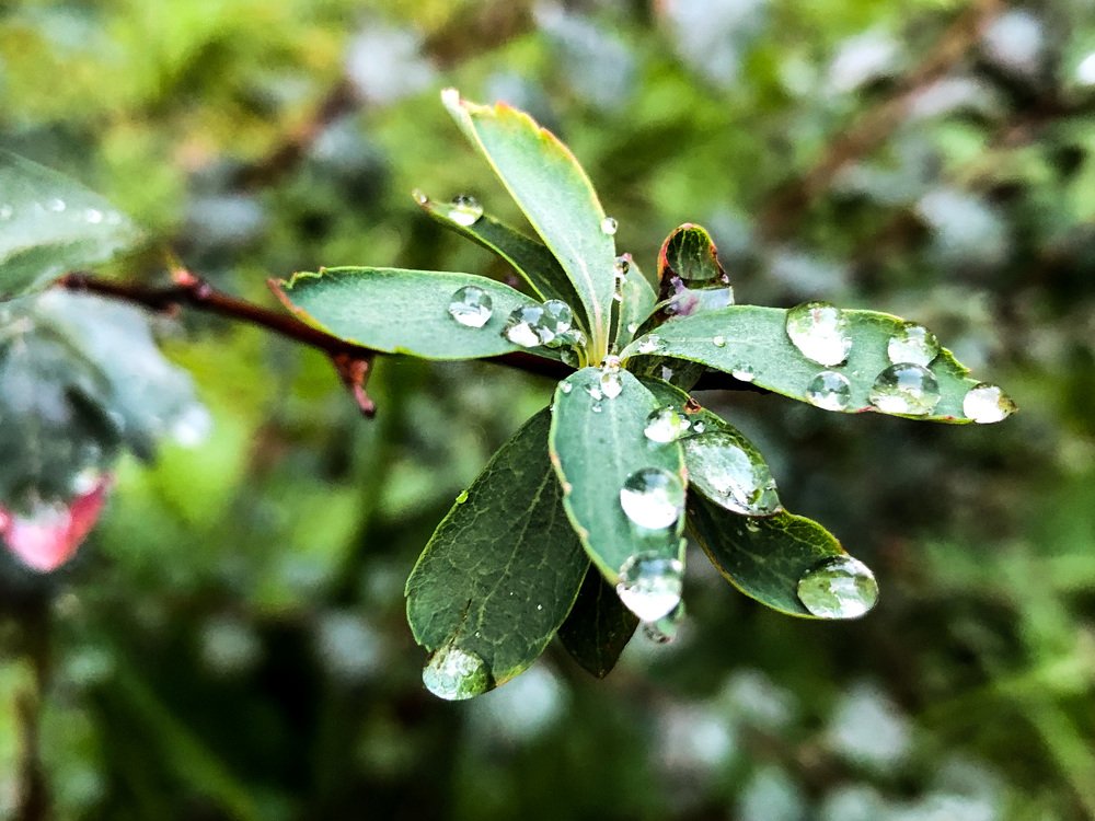 Photograph by Алена Жирова