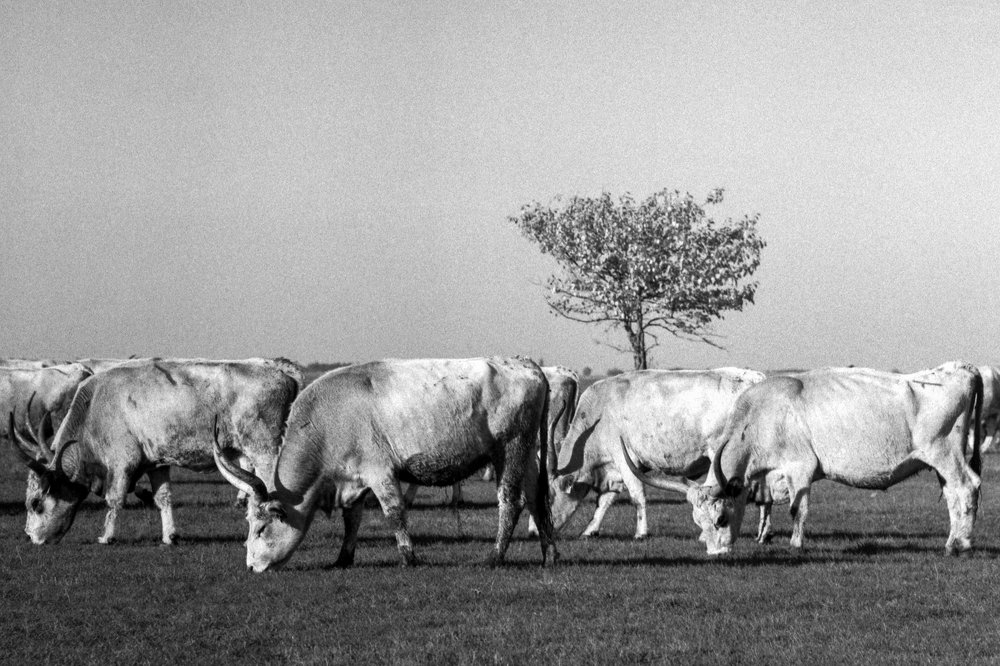 Photograph by Nagy Gábor Ferenc