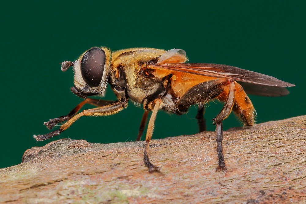 Photograph by Arindam Saha