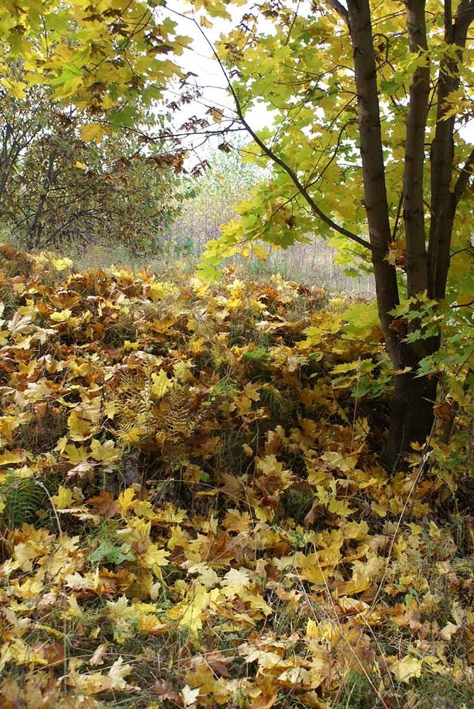 Photograph by Игорь Пшеничников