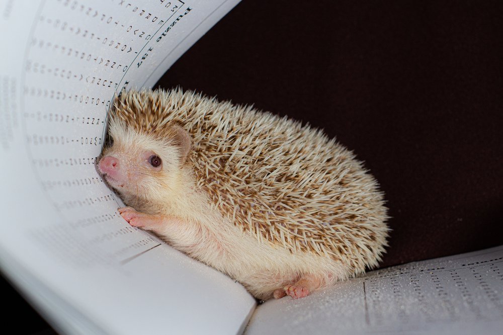 Hedgehog