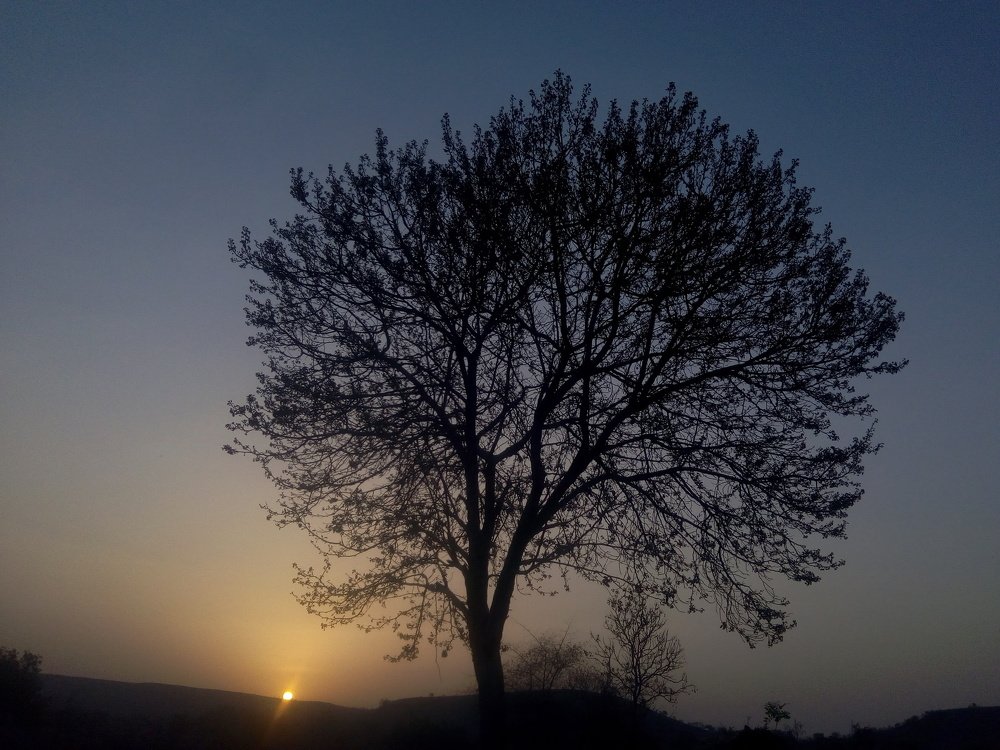 Single tree