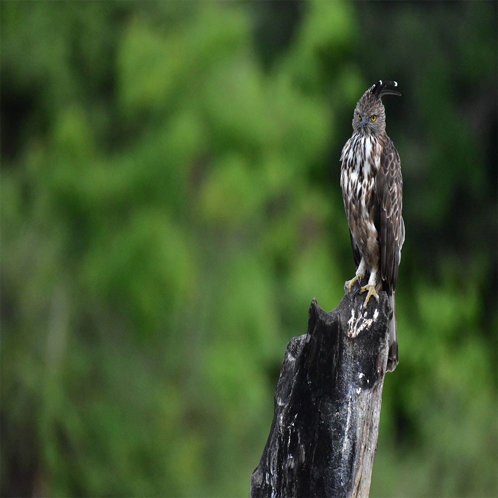 Crested Hawk Eagle and changeable Eagle.