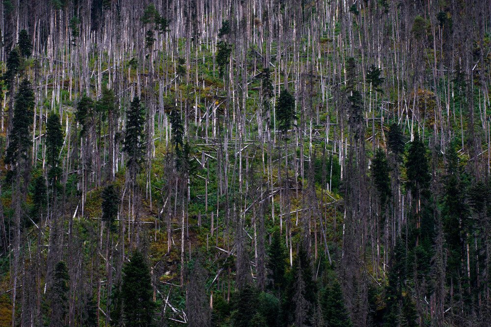 Photograph by Полина Зенькович