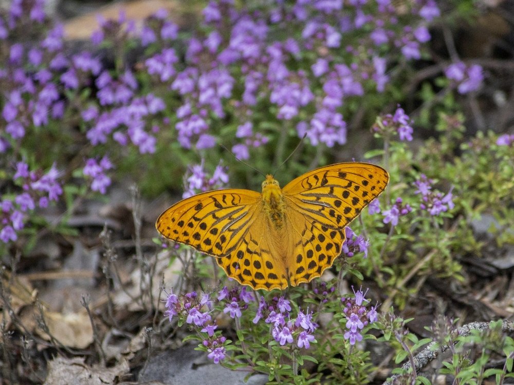 Photograph by Ирина Приходько