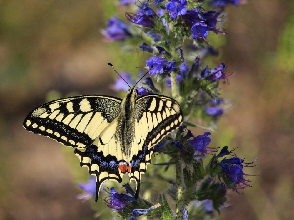 Photograph by Ирина Приходько