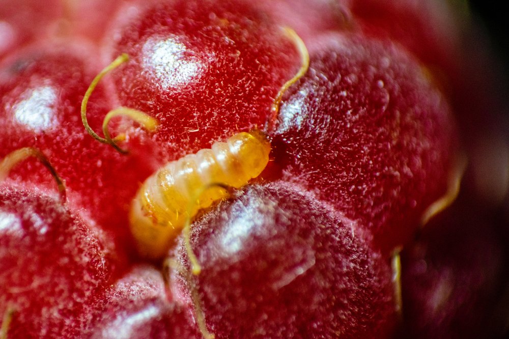 Photograph by Елена Ковальчук