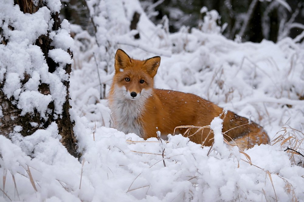 Встреча в дальневосточной тайге.
