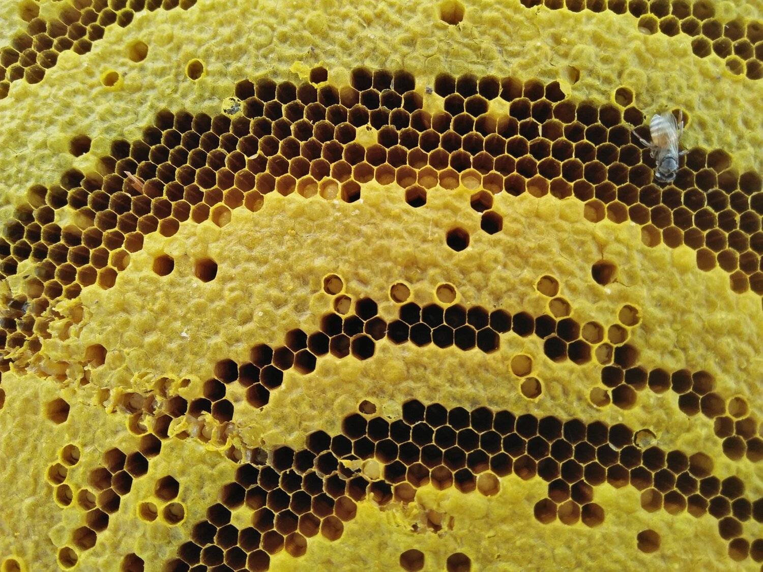 Hexagons