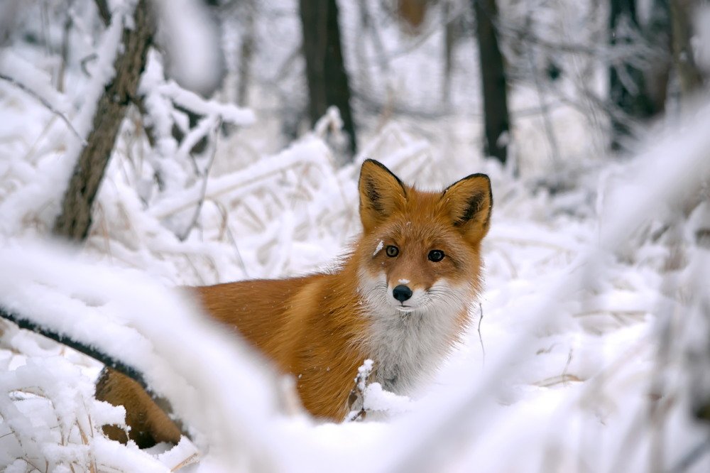 Рыжая на белом.