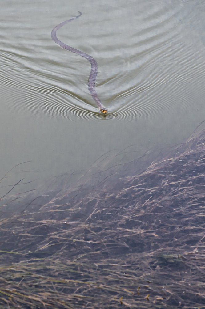 Photograph by CG Biju