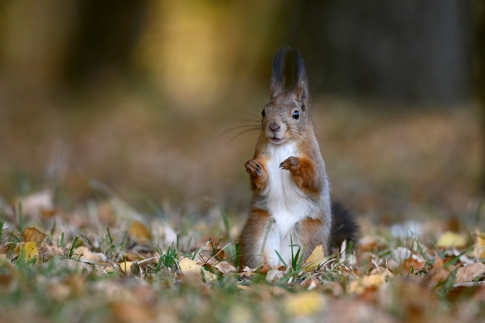 Белкины сказки