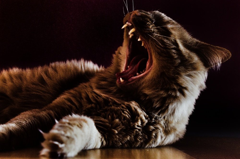 Photograph by Yana Kutateladze