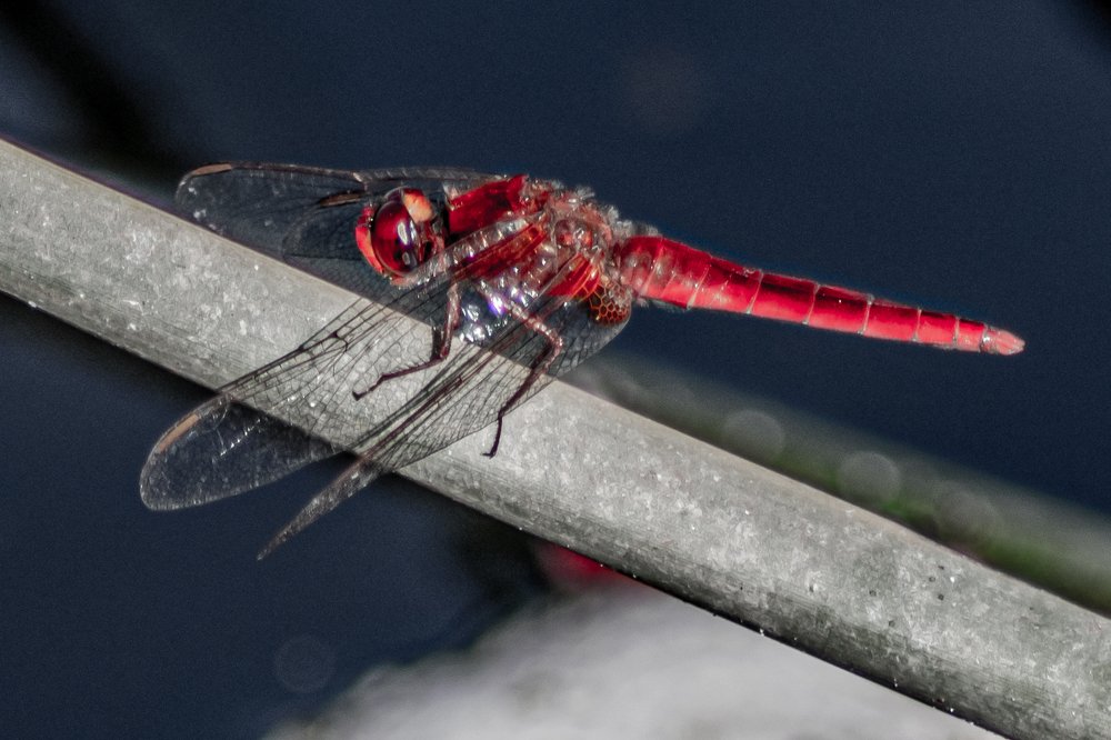 Photograph by David Alcaide