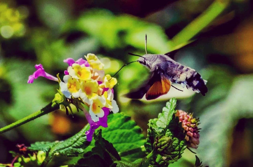 Photograph by David Alcaide