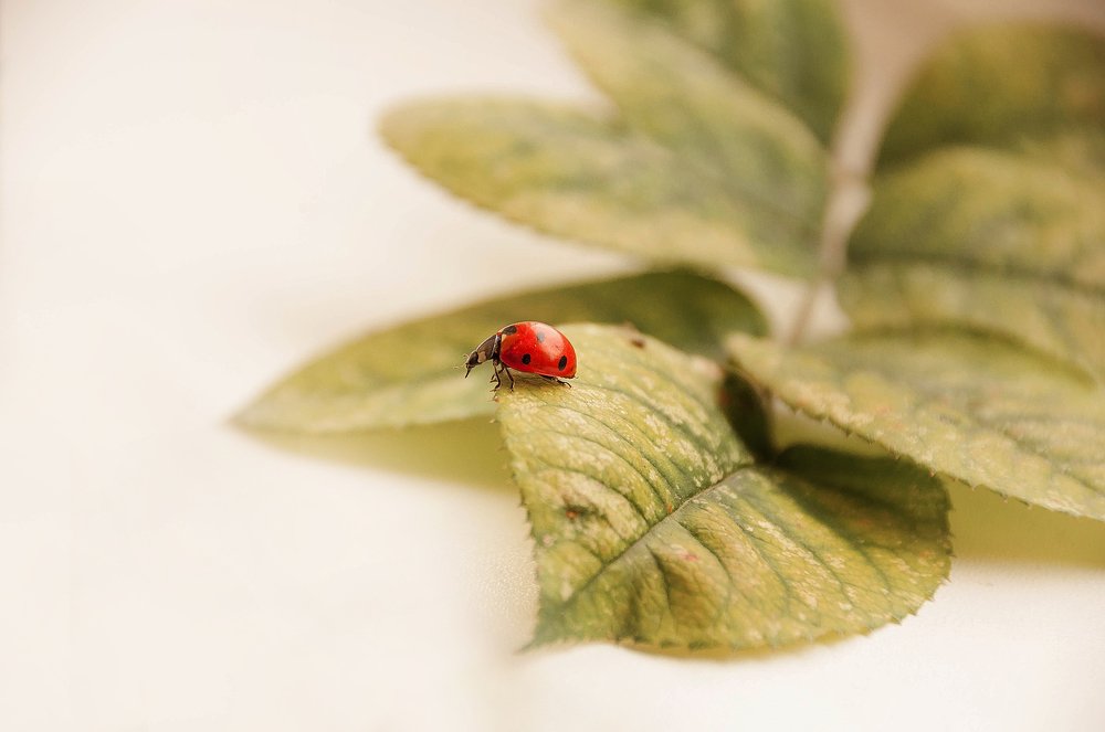 Photograph by Олеся