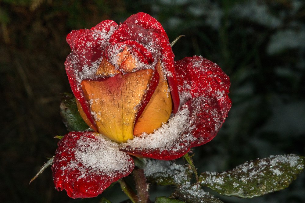 Photograph by Rimma Volchenko