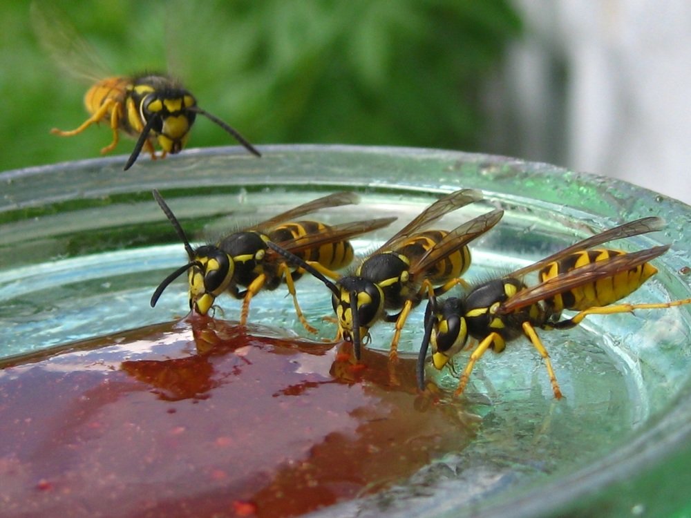 Photograph by Елена Смирнова