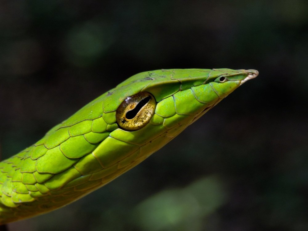 Golden eye