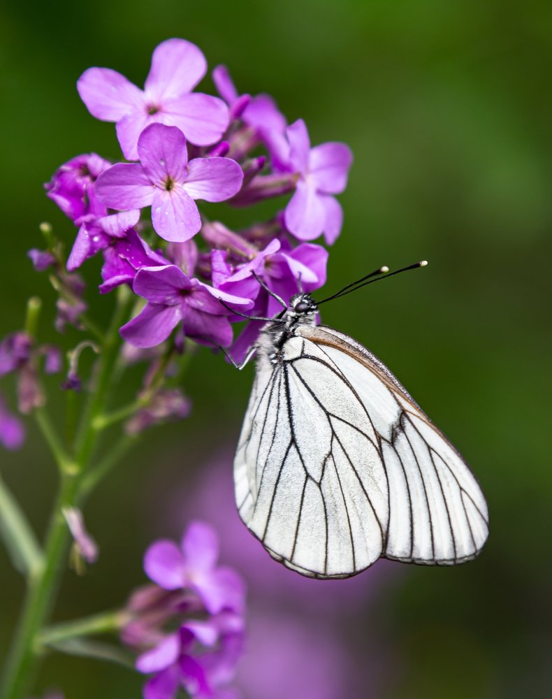 завтрак на кипрее