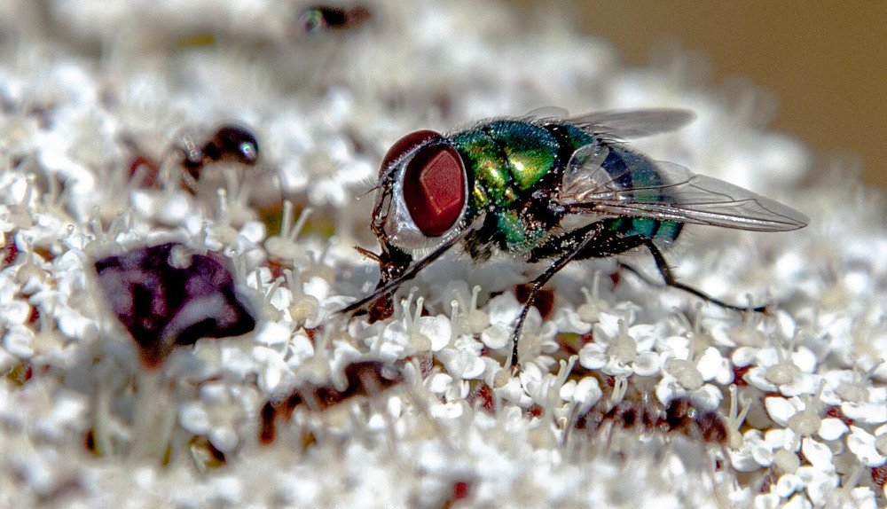 Photograph by João Torres