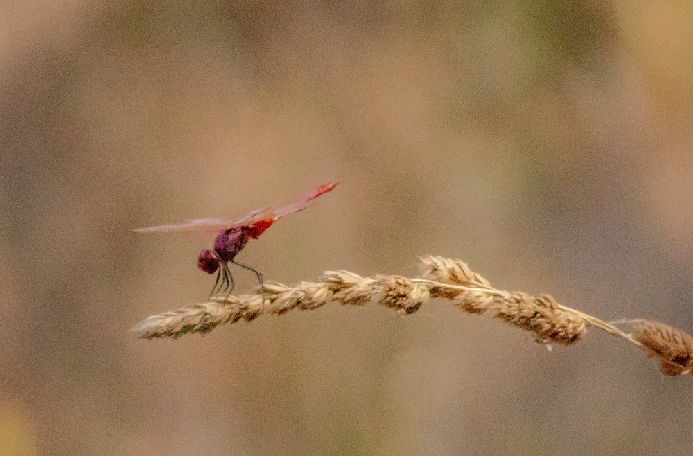 Photograph by João Torres