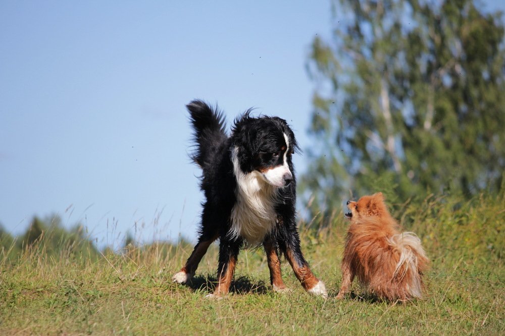 Фотография автора Елена Колосова
