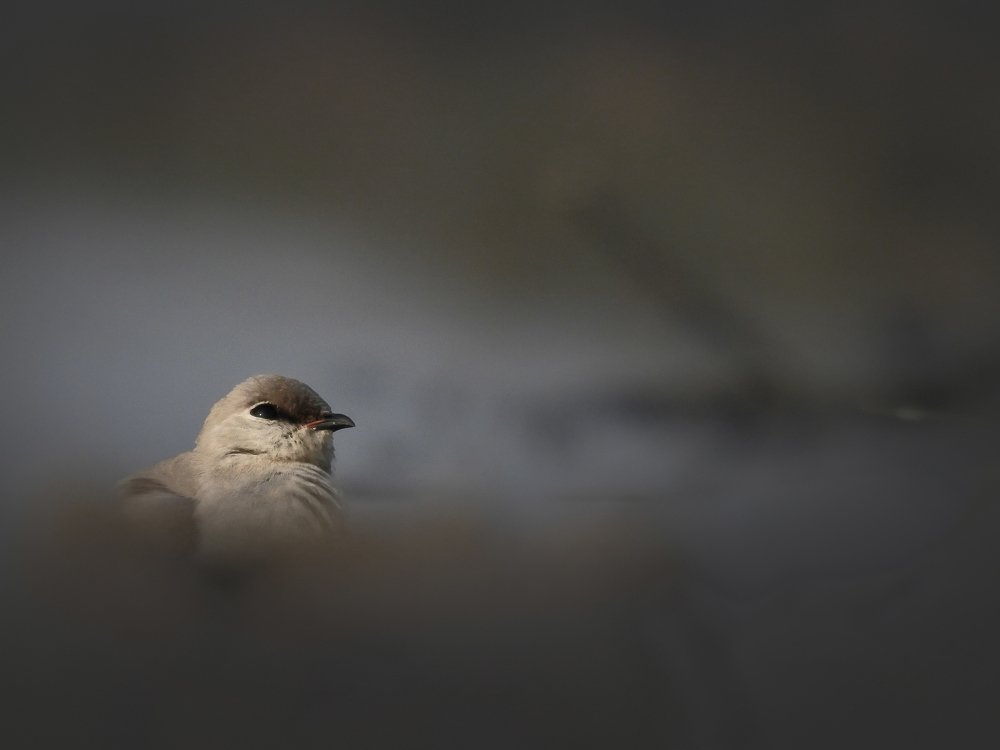 Photograph by SAYANTANU JANA