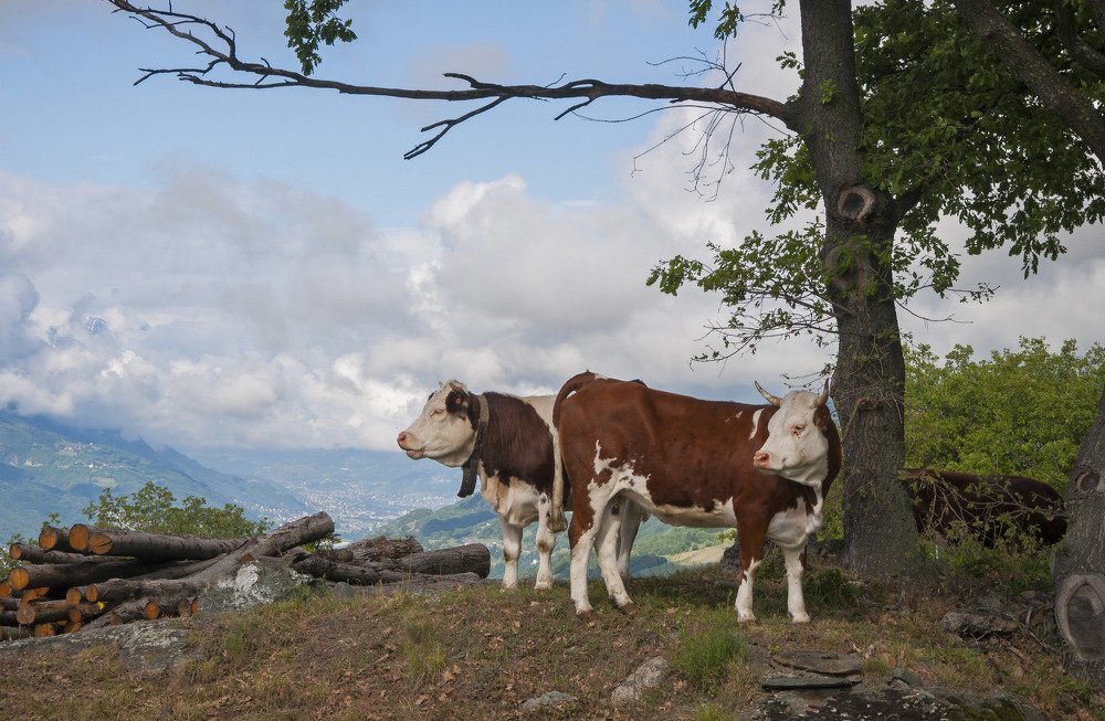 Alps cows.