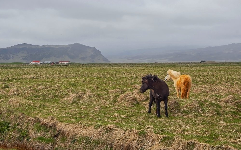 Iceland horses.