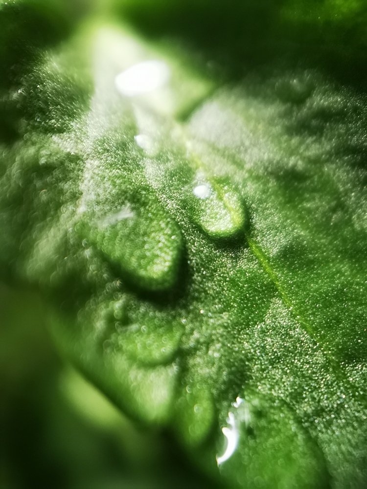 Photograph by Marina Persanova